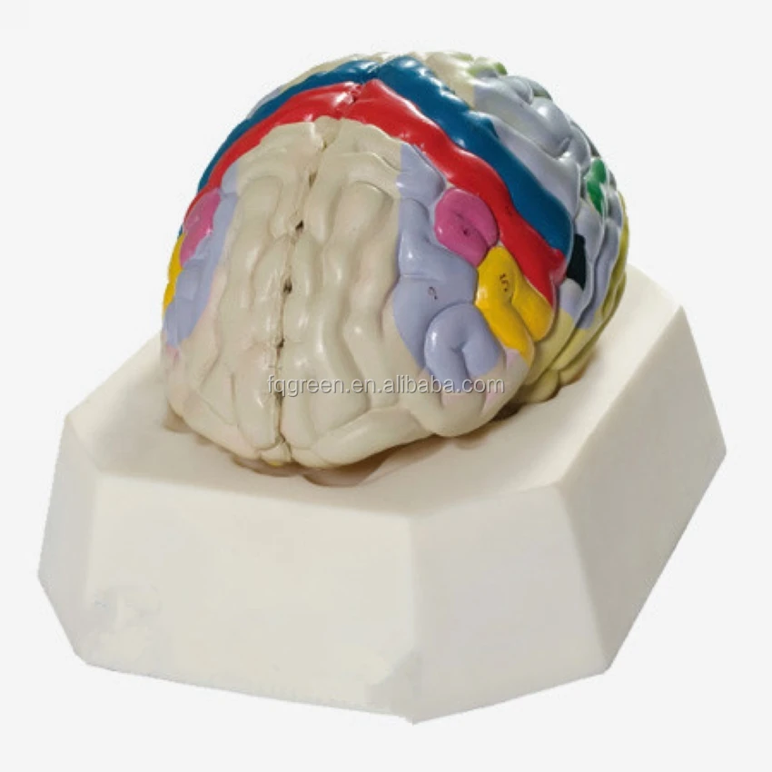 Мозг купить спб. Модель мозга. Анатомическая модель головного мозга. Разборная модель головного мозга. Макет головного мозга.