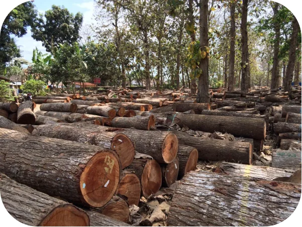 Quality Indonesian Mahogany From Surabaya,Flooring Timbers - Buy