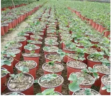 Greenhouse using bicolored small plastic flower nursery pots for seeds