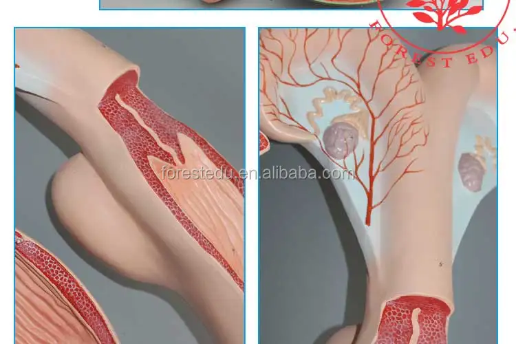 7 Cow anatomical model.jpg