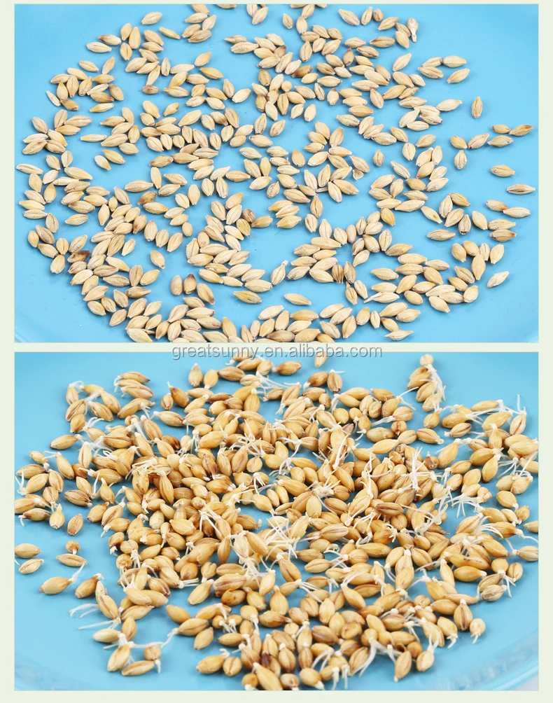 barley6
