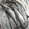 Frozen Spanish Mackerel | Yingsheng Seafood