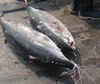 Wholesale Seafood Good Quality Frozen Yellow Fin Tuna/Steak