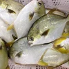 /product-detail/new-arriving-frozen-golden-pomfret-fish-for-malaysia-market-60774748069.html