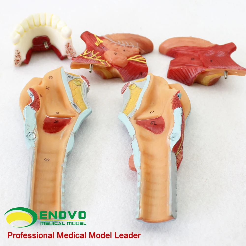 Larynx With Toungue And Teeth Medical Anatomy,Human Respiratory System