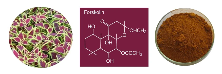 extracto puro de forskolina es seguro
