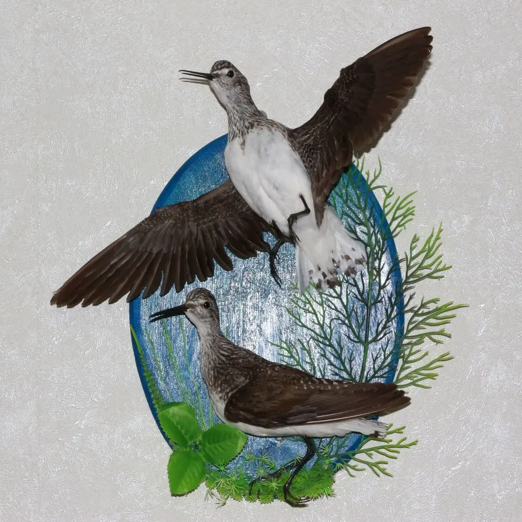 Birds For Sale >> Buy Pair Of Birds Taxidermy Bird Mount Stuffed Bird For Sale In Birds For Sale >> Buy Pair Of Birds Taxidermy Bird Mount Stuffed Bird For Sale In