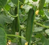 Hybrid F1 Fruit Cucumber Seeds For Greenhouse and Open Field Growing-Netherlands Green Crisp