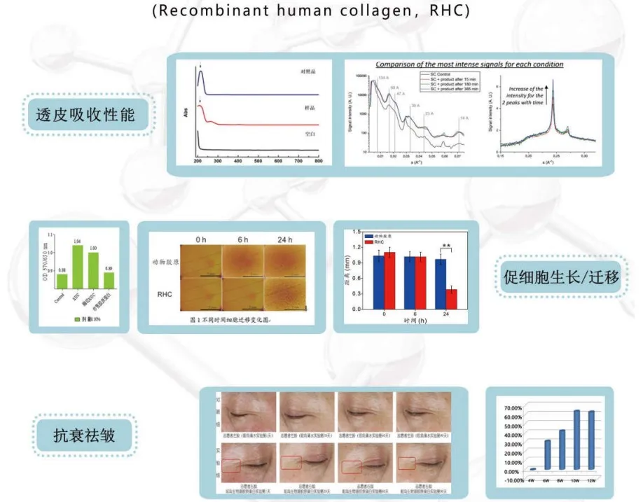 COLLAGEN RHC.JPG