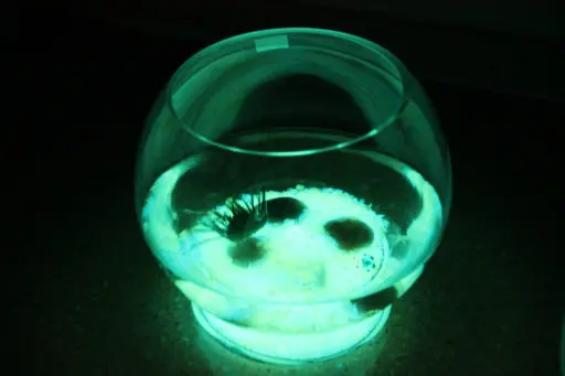 luminous pebbles.jpg