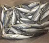 Trawing fish Jack makcerel sea horse mackerel in brine