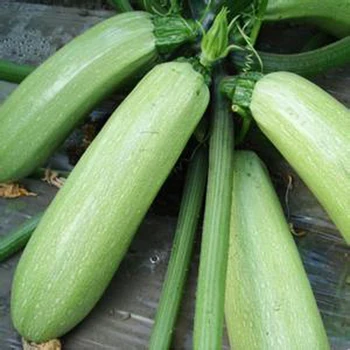 Chinese Vegetable Seeds Long Squash Seeds Light Green F1 ...