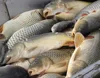 Crucian carp growth improving probiotics
