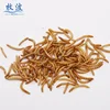 Dry mealworm high protein for chicken wild birds fish and tortoise