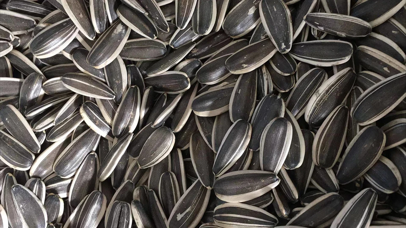 Edible And Non Edible Sun Sunflower Seeds For Turkey Buy Edible And