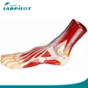 31 Anatomy Marked Planta and Dorsum of Foot Model, Foot Anatomy Model