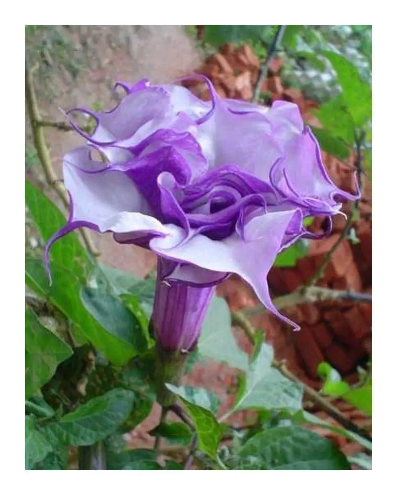 15 Seeds Exotic Plants Datura Purple Queen Double Angels Trumpet Flowers Plants Seeds Bulbs Ekbotefurniture Com