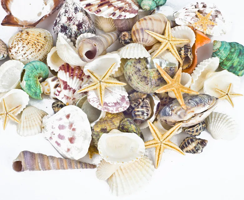 Anyumocz Sea Shells Mixed Beach Seashells Natural Colorful Sea Shells Starfish Perfect for Candle Making,Home Decorations,Fish Tank and Vase Fillers,Beach Theme Party Wedding Decor DIY Crafts 