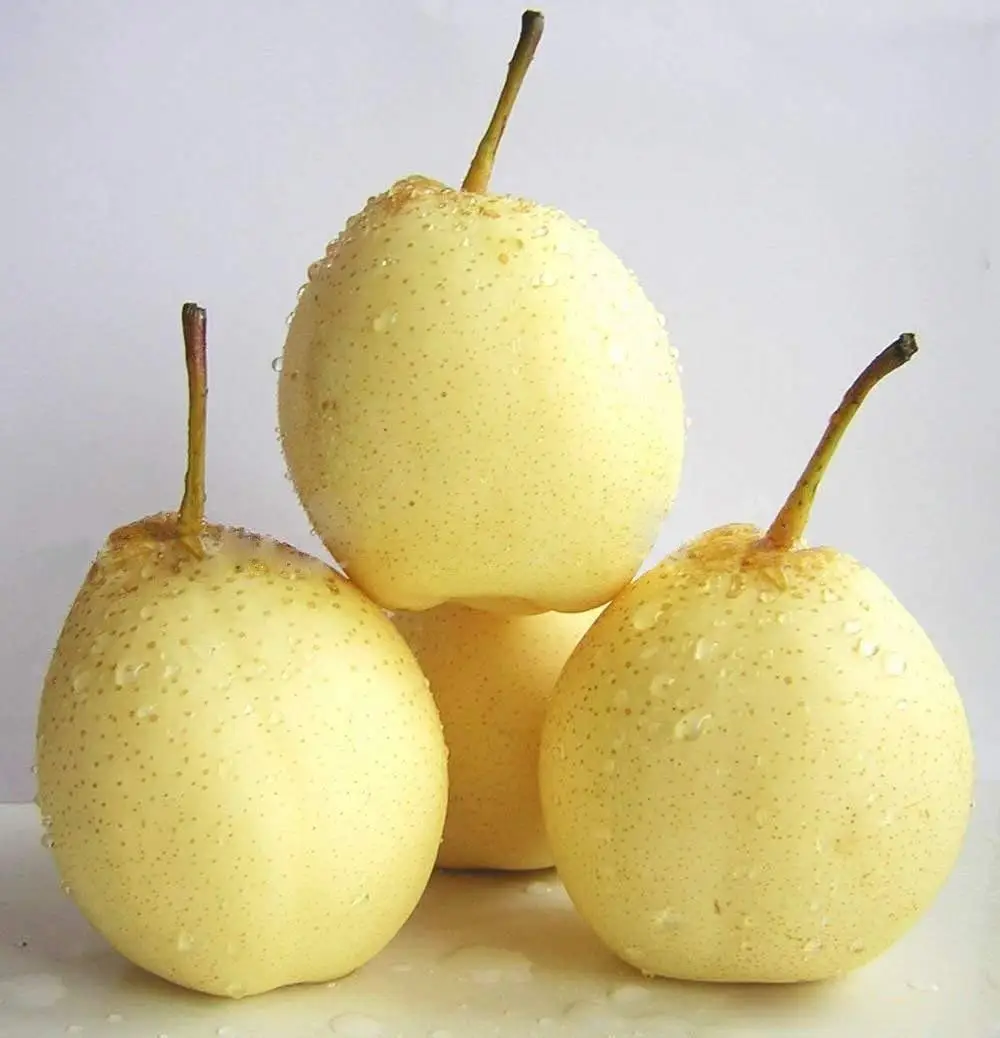 chinese white pear