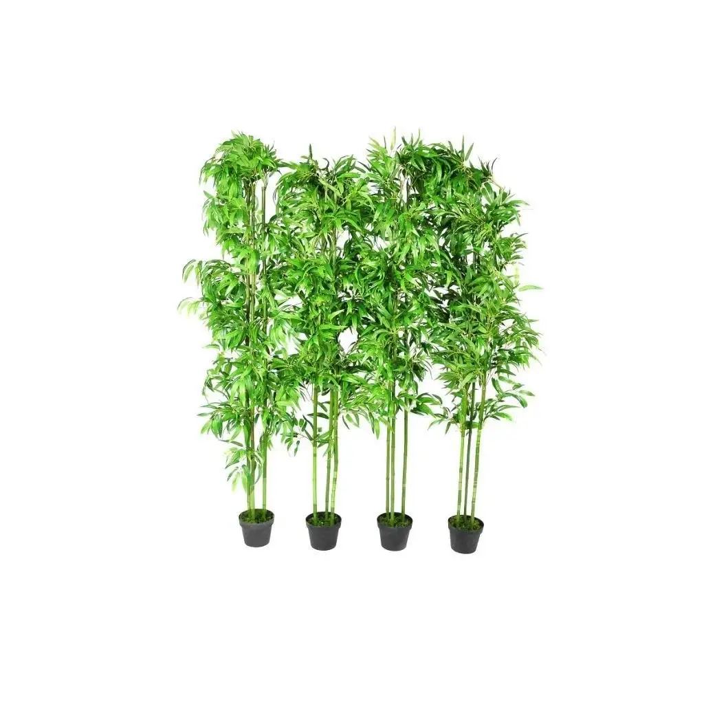 Cheap Tall Bamboo Plants, find Tall Bamboo Plants deals on line at