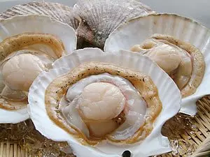giant scallop
