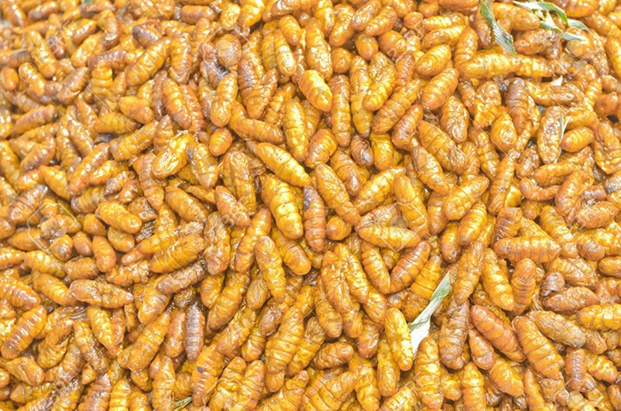 silkworm_pupa (6).jpg