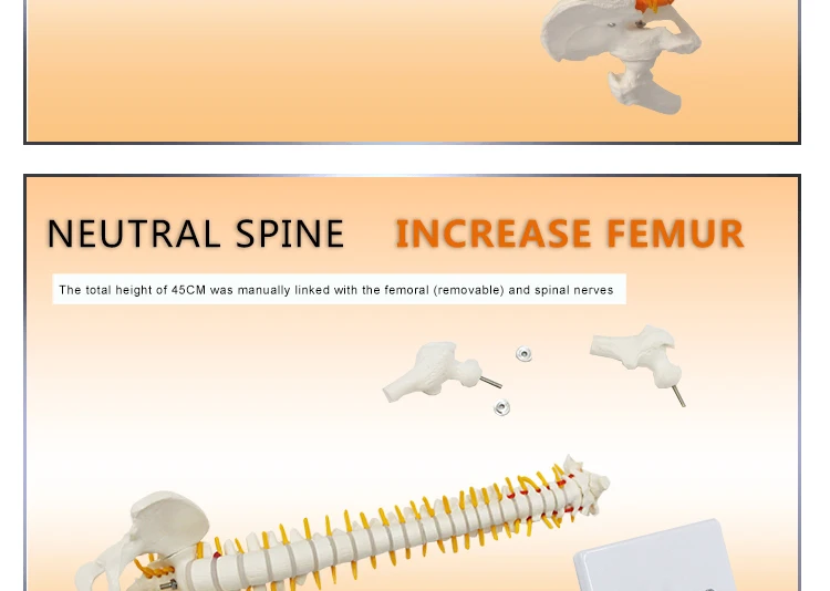 5 Anatomical model spine.jpg