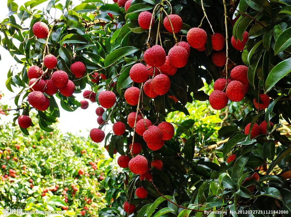 100 Pure Lychee Fruit Juice Concentrate Powder Buy Lychee Powder,100