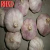 /product-detail/fresh-garlic-importers-buyer-of-fresh-garlic-60589214610.html