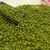 2.8-3.8mm green mung bean for sprouting,2019 new crop