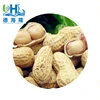 Peanut in shell (large size ) for peanut butter manufacturer in Singapore