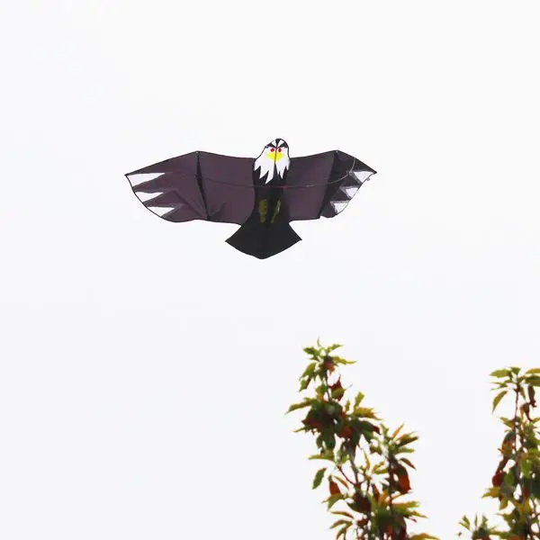 Chinese kites