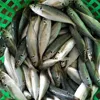 Norway mackerel frozen horse mackerel fish china wholesale