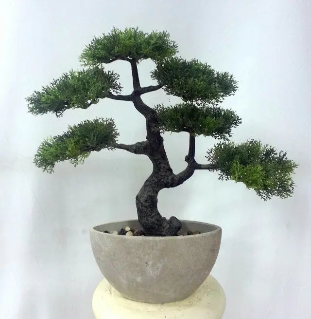 Interior Gigante Podocarpus Haciendo Cedro Bonsai Artificial Mini Pino