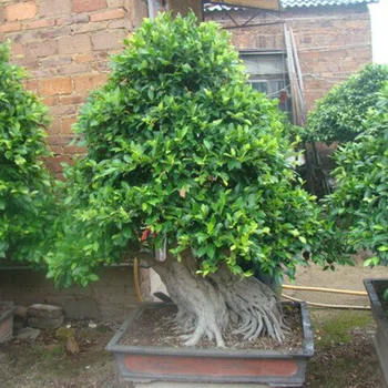 Aziatische Elm Dwerg U Pumilla Bonsai Plant Nursery Aziatische Elm Dwerg U Pumilla