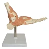 Human Life-Size Foot Joint Skeleton Model with Ligaments