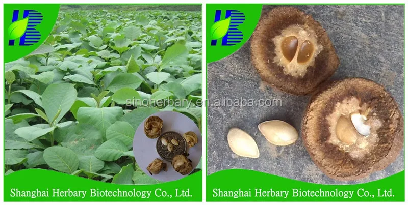 2021 newest plant tree seed of tectona grandis