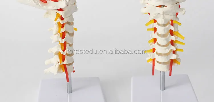 13 vertebral column.jpg
