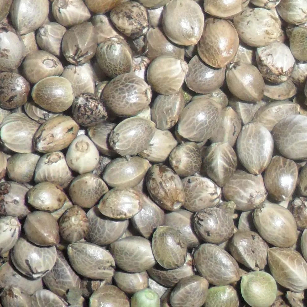 Organic Hulled Hemp Seed - Buy Hemp Seed Kernel,Hemp Seed,Dehulled Hemp ...