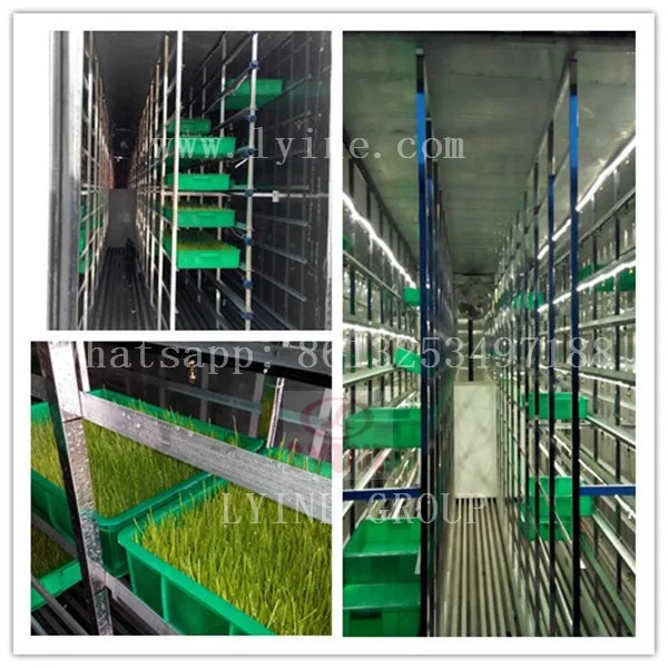 Barley Grass Growing Room Seed Sprouting For Animal Horse Cattle Cow ...