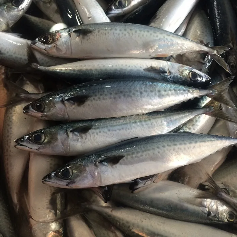 泰国市场新季白腹冷冻太平洋鲭鱼整轮