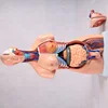 45cm Nursing Training Medical Science Anatomy Skull Model For Wholesale School Supplies Half Mannequin Female Torso 15 Parts