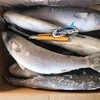 New Arrive Frozen Fresh Grey Mullet Fish Freeze Mullet Fish Export