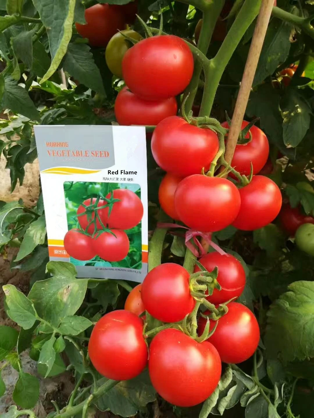 Hybrid Indeterminate Growth Big Type Red Stone Tomato Seedsred Flame