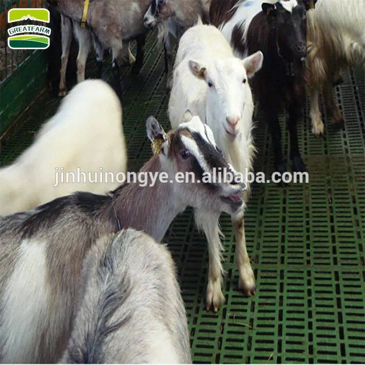 sheep  bangladesh plastic floor sheep plastic floor goat flooring equipment