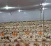 2015 good selling equipment for poultry farms