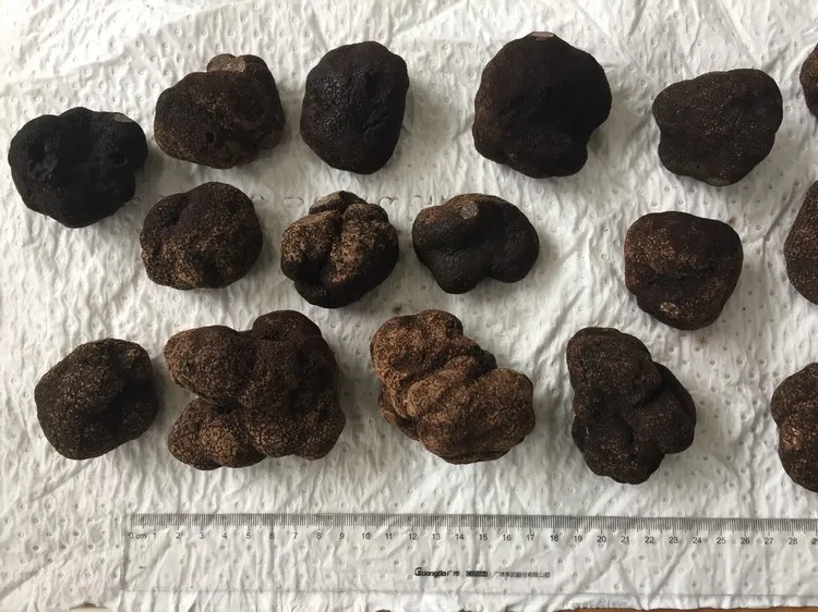 34cm Iqf Fresh China Truffle Buy Fresh Chinese Truffle,Deep Frozen