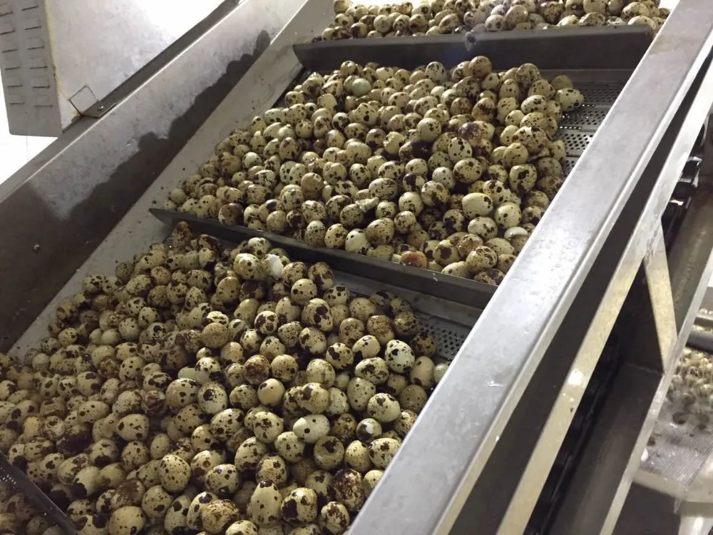 Canned Quail Eggs In Water With Cheap Price - Buy Fresh Quail Eggs