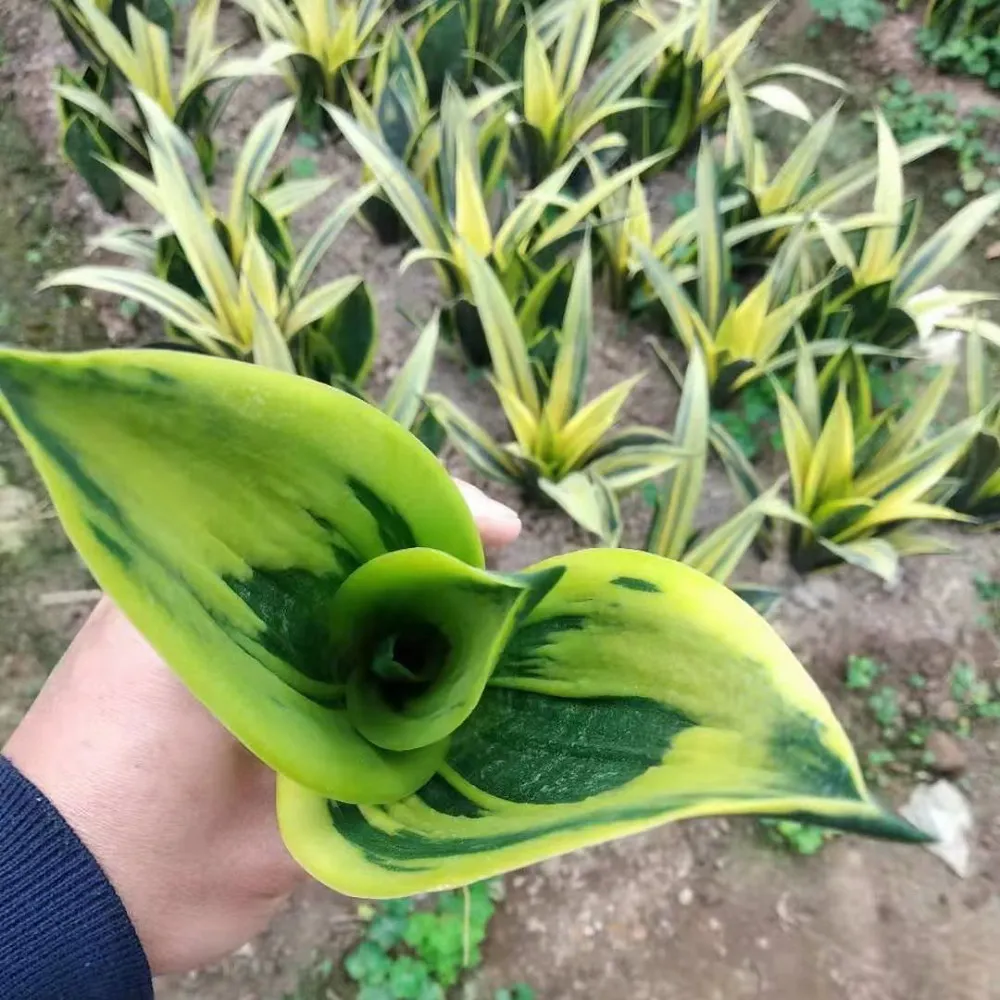 
Sansevieria golden flame 