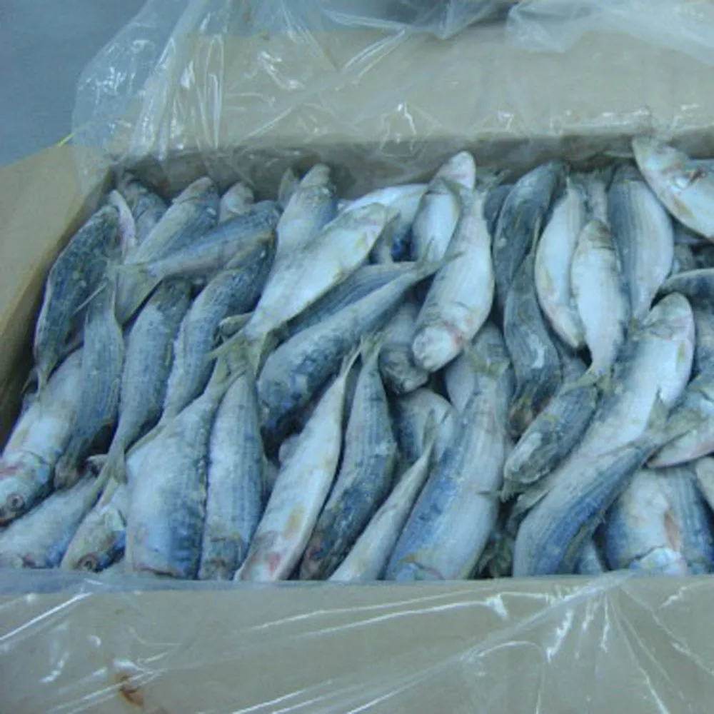 Block Shape Sardine Frozen Sardines Whole Round For Bait And Canning